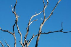 Dead tree, moon