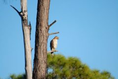 Maybe a red shouldered hawk?