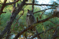 the owl